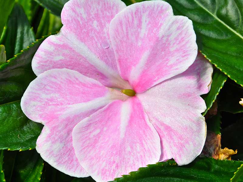 floral image 12 pink