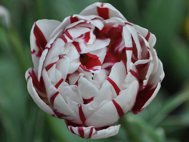 floral image 2 tulip