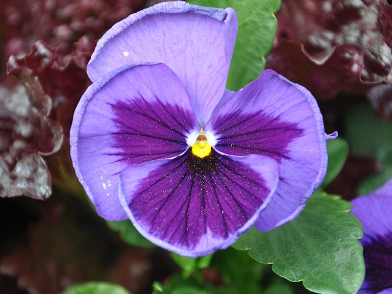 floral image 3 pansy