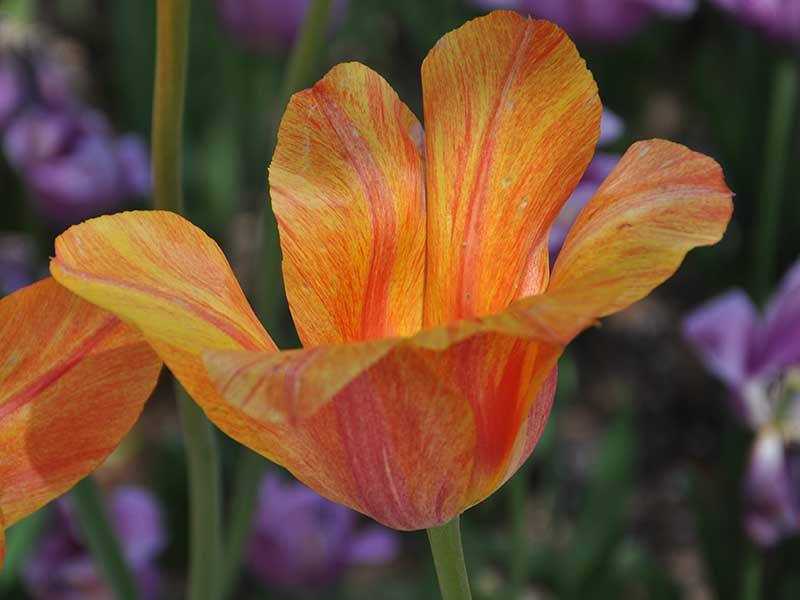 floral image orange tulip